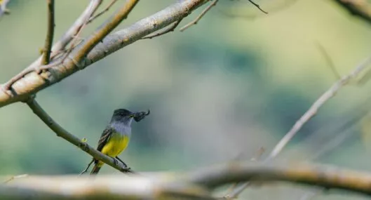 Cesar es potencia para Colombia en el avistamiento de aves
