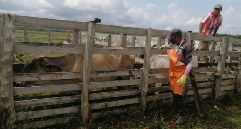 En Cesar: inicia el primer ciclo de vacunación contra la rabia silvestre