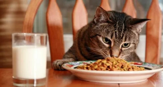 Imagen de un animal comiendo a propósito de cuáles son las necesidades nutricionales de su gato de acuerdo a su personalidad