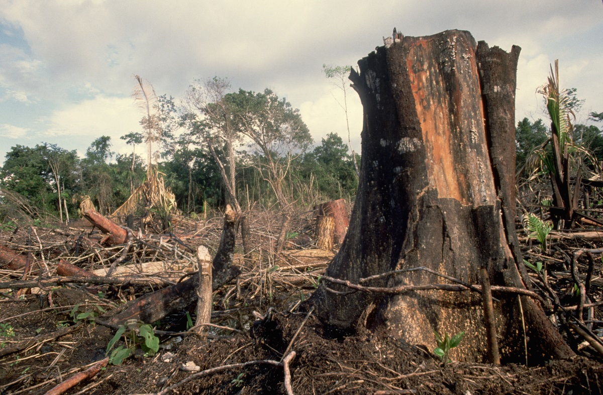 Deforestación en Colombia: más de 3,4 millones de árboles talados