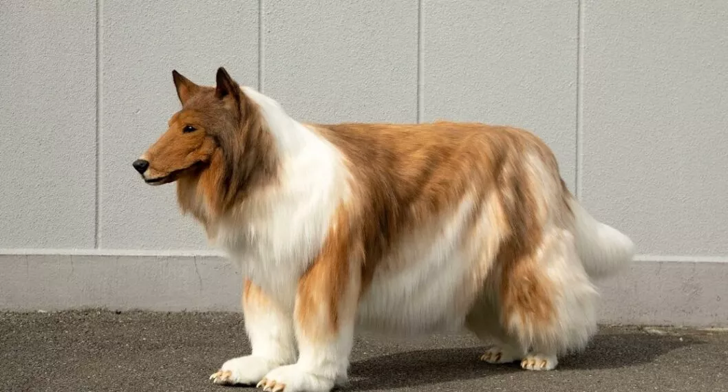 Imagen del hombre gastó 70 millones de pesos en disfraz de perro raza Collie, en Japón