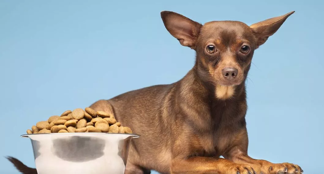 Imagen de un perro comiendo a propósito de cómo hacer rendir el concentrado de mascotas para ahorrar más plata