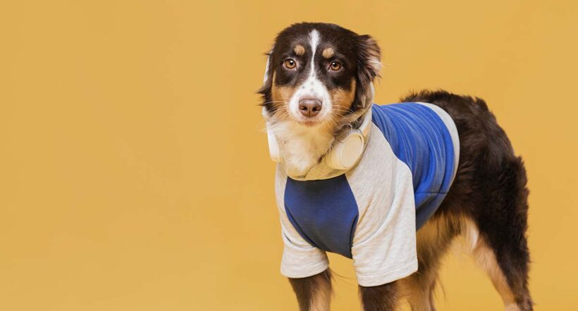 Imagen de un perro a propósito de la Ropa para perros y la experta que dice cómo mantener al animal a la moda