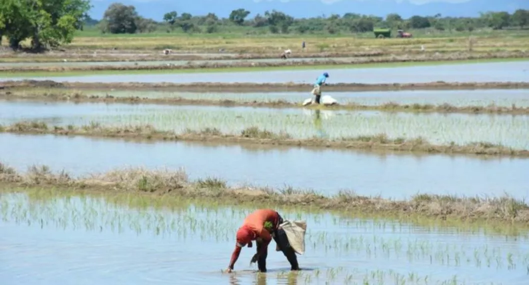 Imagen de campos en Tolima, ya que expertos dicen que habrá crisis por precio del arroz