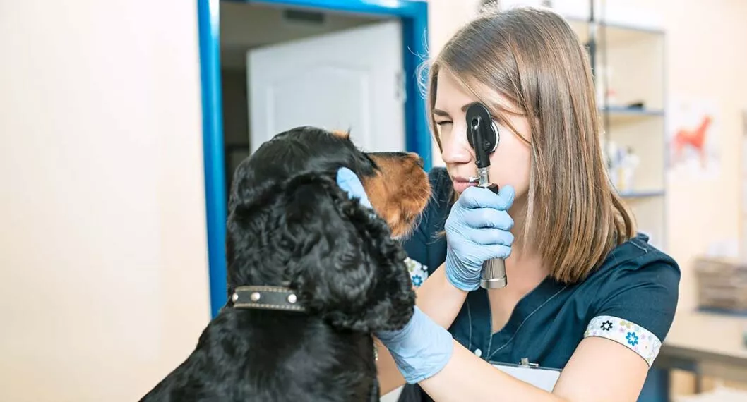 Imagen de una doctora con un canino a propósito de cómo saber si los perros o gatos tienen enfermedades neurológicas
