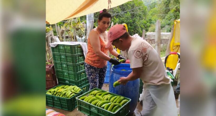 El banano producido es criollo o Gross Michel.