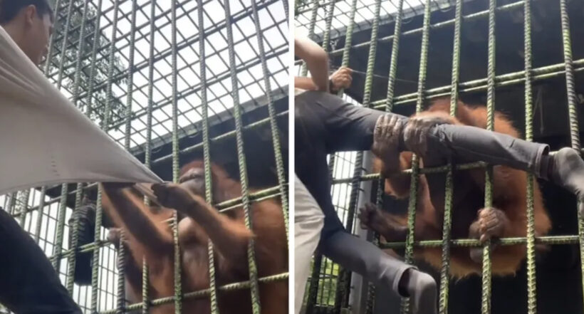Imagen del Orangután que atacó a joven que saltó cerca de seguridad por un video para redes