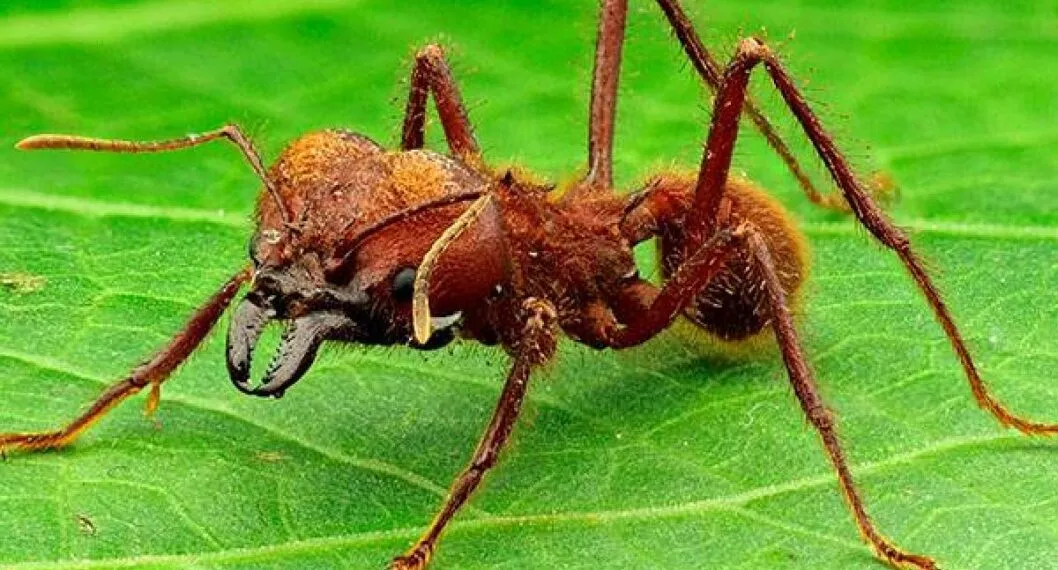 Hormiga arriera roja y el falso mito alrededor de su daño al medio ambiente