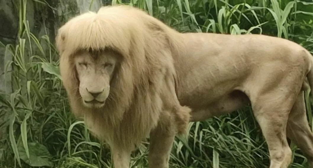 Fotos de raro corte de melena de un león en zoológico de China