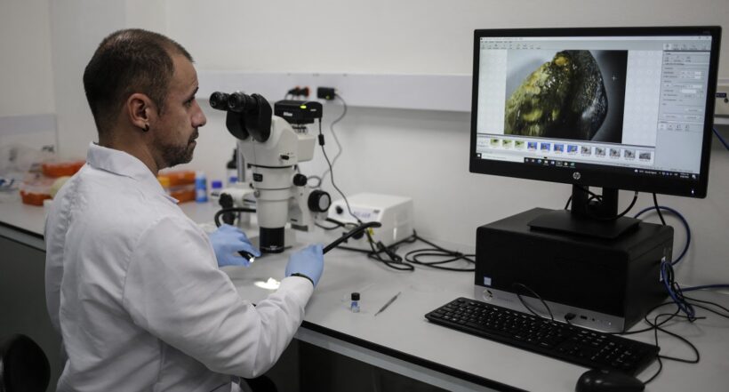 El paleontólogo Edwin Cadena usa un microscopio para observar un fósil de tiburón en Bogotá.