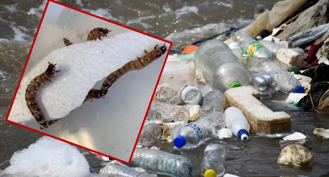 Imagen de gusanos y desechos de plástico ilustra artículo Descubren supergusanos que comen plástico y servirían para reciclaje