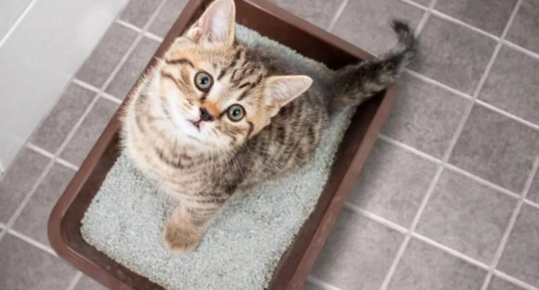 ¿Sabes cómo limpiar el arenero de tu gato? Sigue este paso a paso