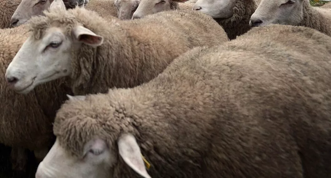 Imagen de ovejas ilustra artículo Naufragio de barco deja más de 15.000 ovejas muertas