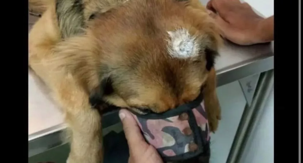 Imagen del perro que murió luego de que un hombre le disparara en Valledupar