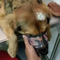 Bulldog inglés: veterinarios piden prohibir la cría por su mala salud