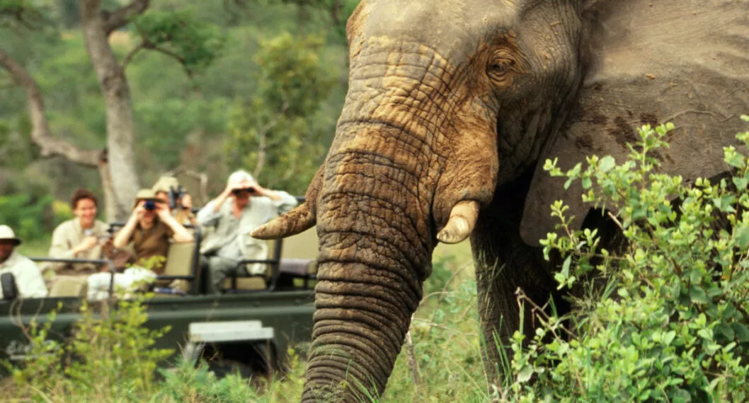 Imagen de referencia, a propósito del elefante que mató a una mujer en India.