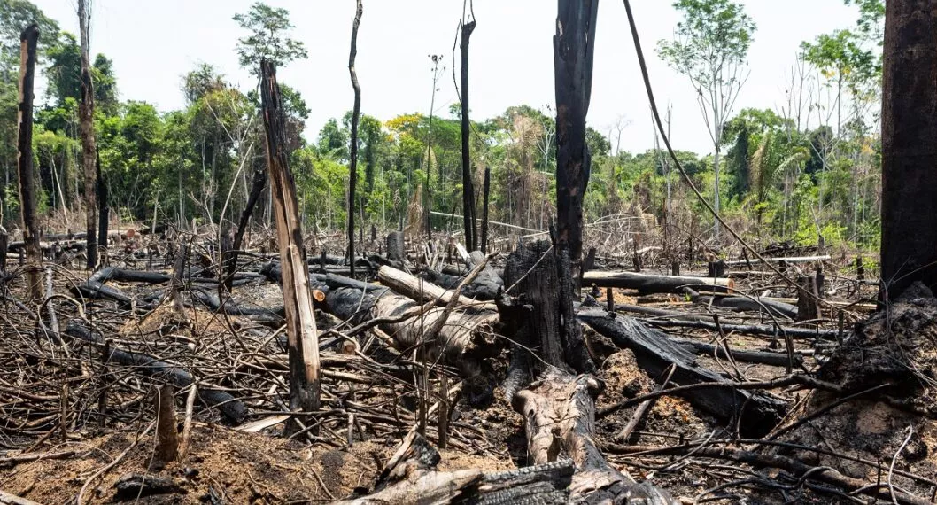 Colombia perdió bosques de un tamaño equivalente a casi 9.000 canchas de fútbol en la primera mitad del 2022.
