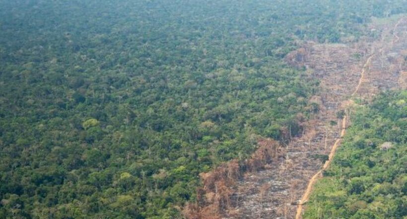 “Ganadería genera 60 veces más deforestación que el área por coca en la Amazonía”