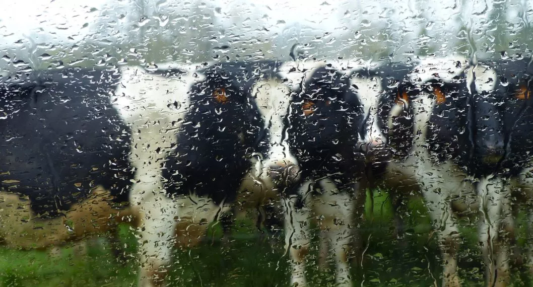 En Sucre, lluvias frenan producción de leche de forma repentina