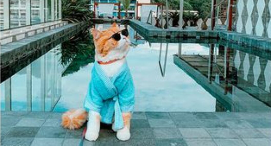 Él es Ravioli, el gato influenciador de redes sociales como Instagram y TikTok