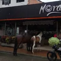 Imagen del caballo que come pan en panaderia de Ibagué Candelillo tiene nuevo amigo equino