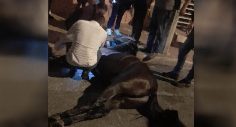 Caballo murió por infarto durante cabalgata en Tuluá; el animal tenía señales de maltrato