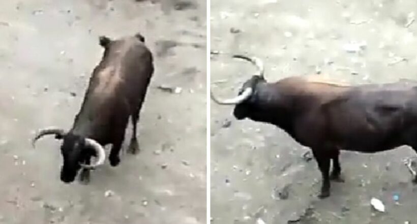 Tragedia en El Espinal: toro casi mata a hombre en plena corraleja