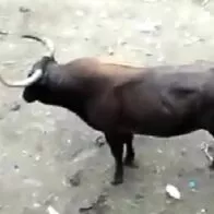 Tragedia en El Espinal: toro casi mata a hombre en plena corraleja