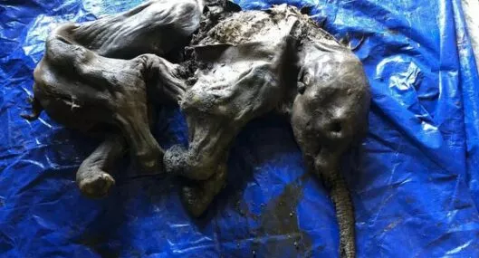 Descubren a un mamut bebé momificado de hace 30 mil años en Canadá