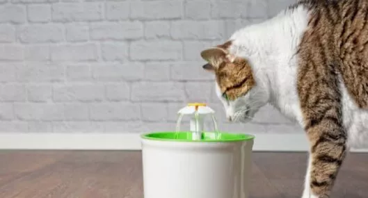 Imagen de un gato a propósito de que por qué no toman agua