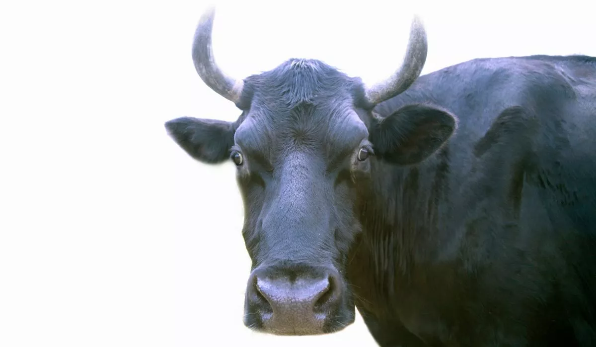 Imagen de un toro a propósito que corralejas preocupan a animalistas del Tolima, en Melgar y el Guamo