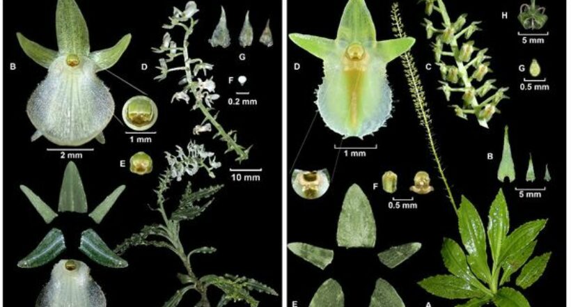 Dos nuevas especies de orquídeas fueron encontradas en Dapa, Valle del Cauca