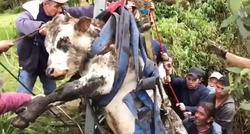 Vaca que cayó a hueco en potrero de Chapinero, Bogotá; bomberos la rescataron viva.