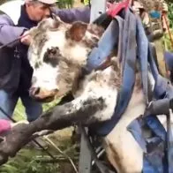 Vaca que cayó a hueco en potrero de Chapinero, Bogotá; bomberos la rescataron viva.