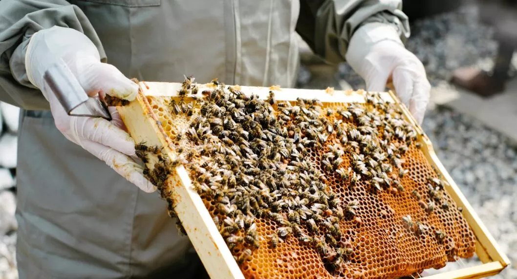Escases de abejas a nivel mundial podría afectar ecosistemas y subir precio de productos.