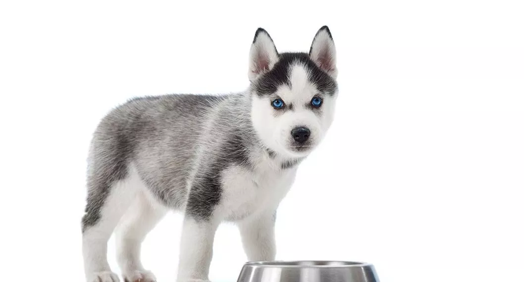 Imagen de un canino a propósito de por qué los perros dejan de comer por un determinado tiempo