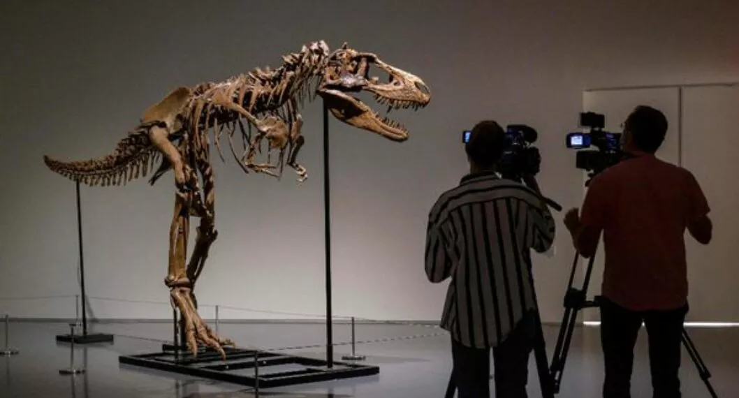 Por primera vez subastarán esqueleto de un dinosaurio Gorgosaurus