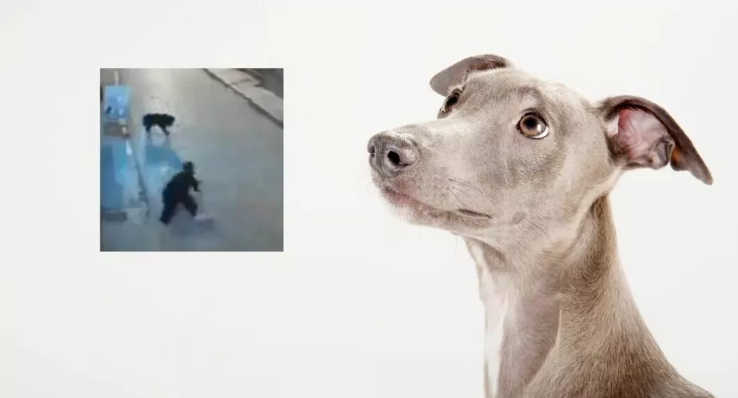 Imagen del Perro que evitó ser agredido por hombre que terminó en el piso (video)