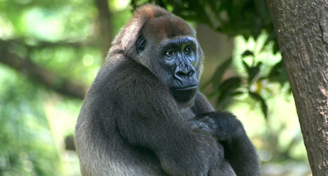 Imagen del Gorila que se creía extinto y fue captado en video en las montañas de Nigeria