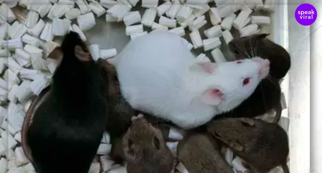 Imagen de ratas a propósito que Japón logró clonar ratones con la piel de su cola para salvar especies 