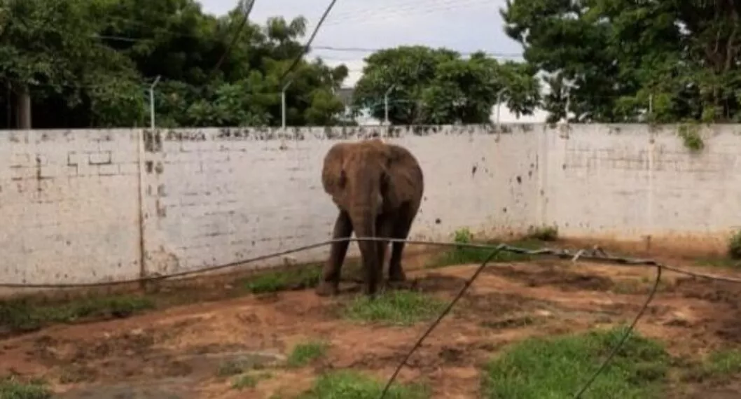 Santuario animal rescatará elefantes que viven en zoológicos bajo malas condiciones