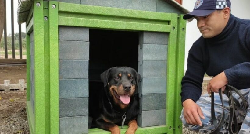Imagen de un perro a propósito que en Perú crean casas de plástico reutilizado para mascotas rescatadas de la calle