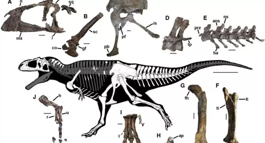 Imagen del fósil que encontraron de Tiranosaurio rex en la Patagonia, Argentina