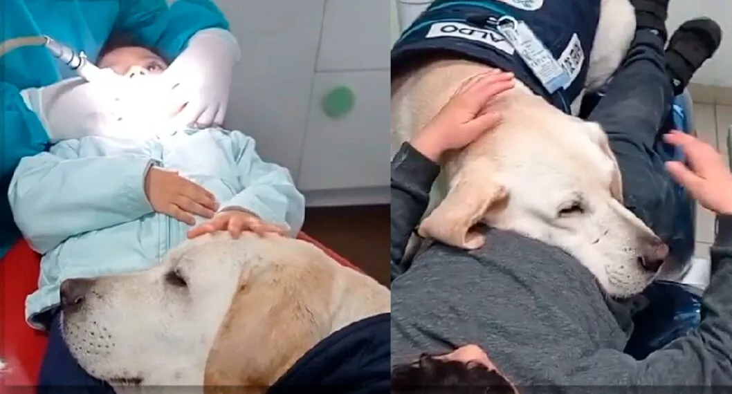 Perro acompaña a niños mientras van al odontólogo y les da tranquilidad (video)