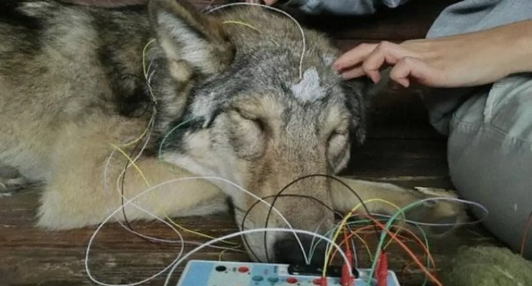 Imagen de Un lobo joven dormido durante la colocación de los electrodos. /Scientific Reports.