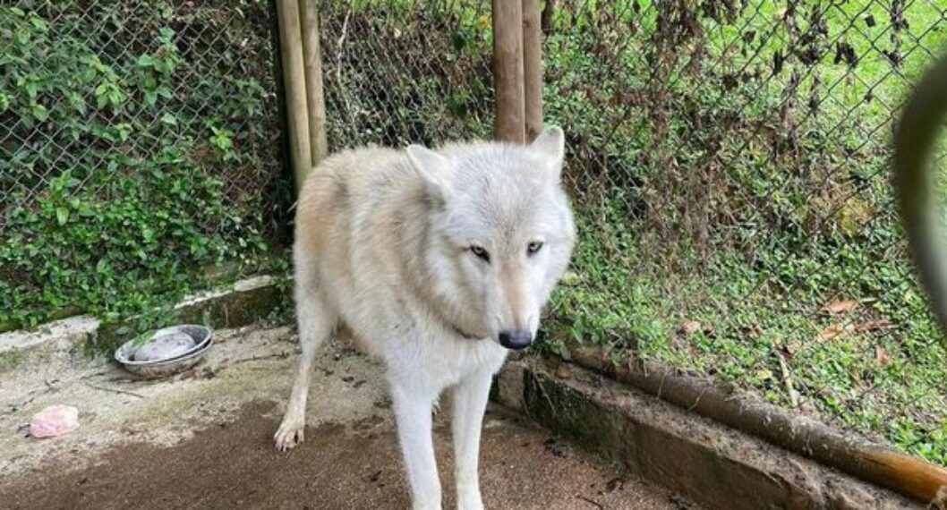 Imagen de el perro lobo de Antioquia podrá seguir viviendo con su familia