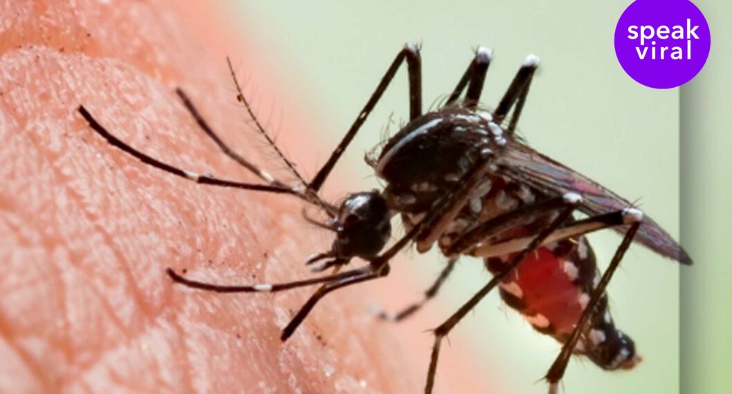 Imagen de una mosca a propósito que en China, policía capturó a ladrón por la sangre de un mosquito pegada a la pared