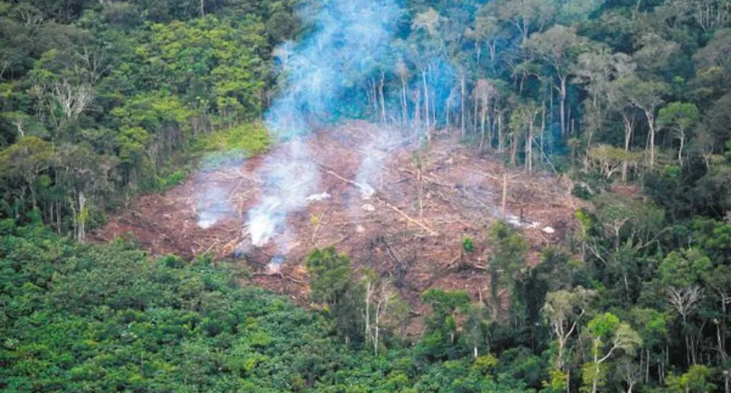 En 2021 la deforestación aumentó un 1.5% en Colombia: se talaron 174.103 hectáreas