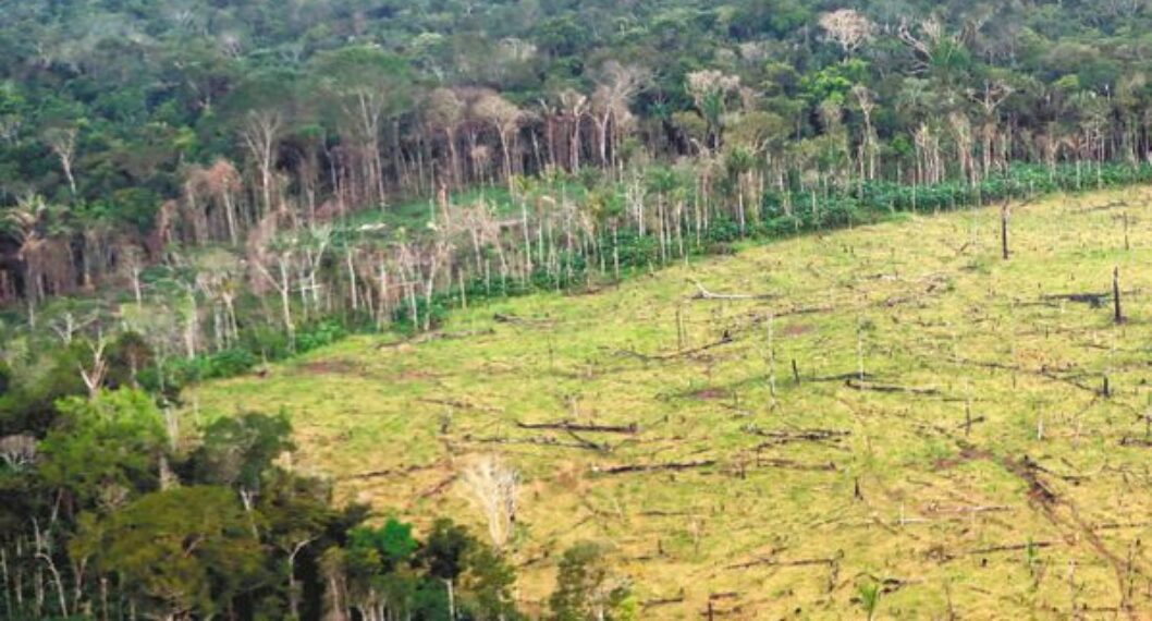 La deforestación en Colombia sigue aumentando. ¿Qué errores se están repitiendo?