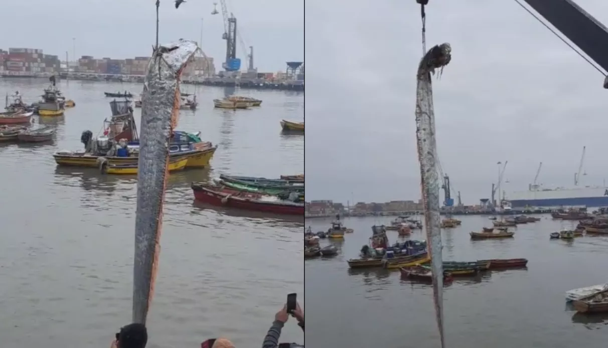 Pez remo de 6 metros encontrado en Chile y que es presagio de catástrofes, dicen